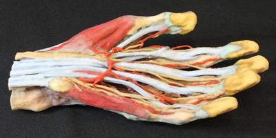 3D Printed Anatomy Kits Reduce Need to Study Human Cadavers - 3DPrint