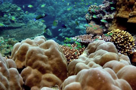 Modeling 3D Printable Coral Reefs With AutoDesk ReCap And An Underwater 