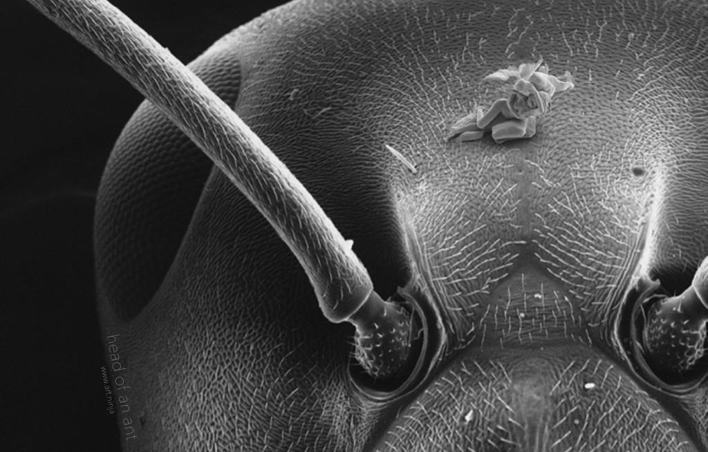 Nanosculture stampate in 3D -Sculture piccole come la testa di un insetto