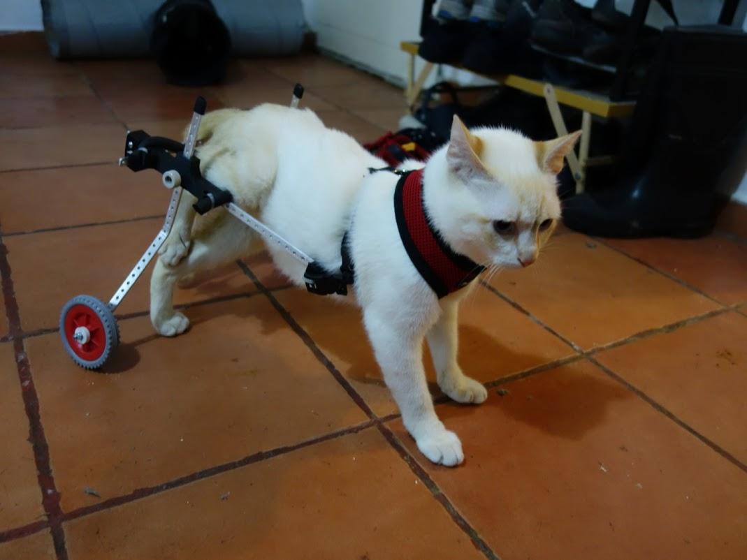 Paralyzed Kitten Walks Again Thanks to a 3D Printed Wheelchair