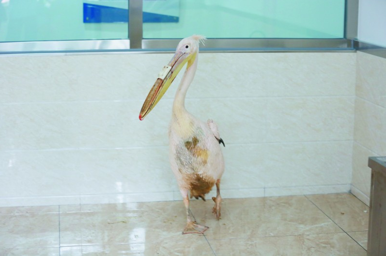 3D printing saves a pelican
