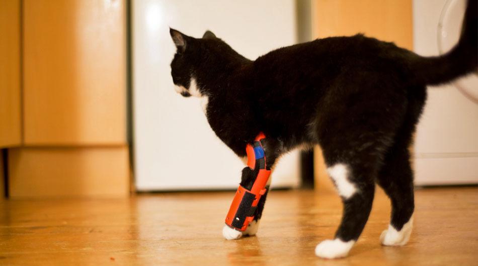 Lucky Scottish Kitty Receives 3D Printed Leg Orthotic, Hoping to Avoid