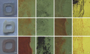 University of Bristol Develops New Bioink with the Potential to 3D Print Bone and Cartilage
