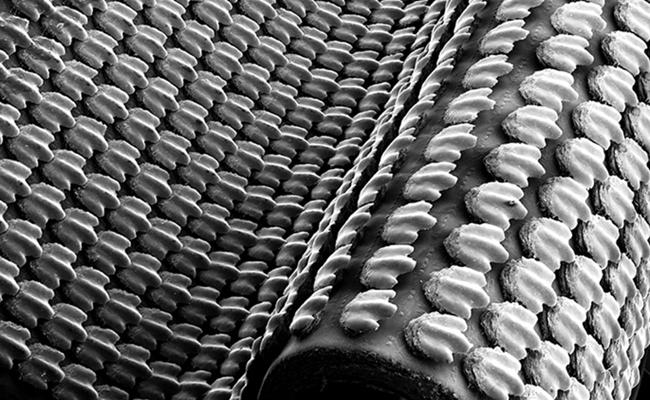 Shark skin, including their scale-like denticles.