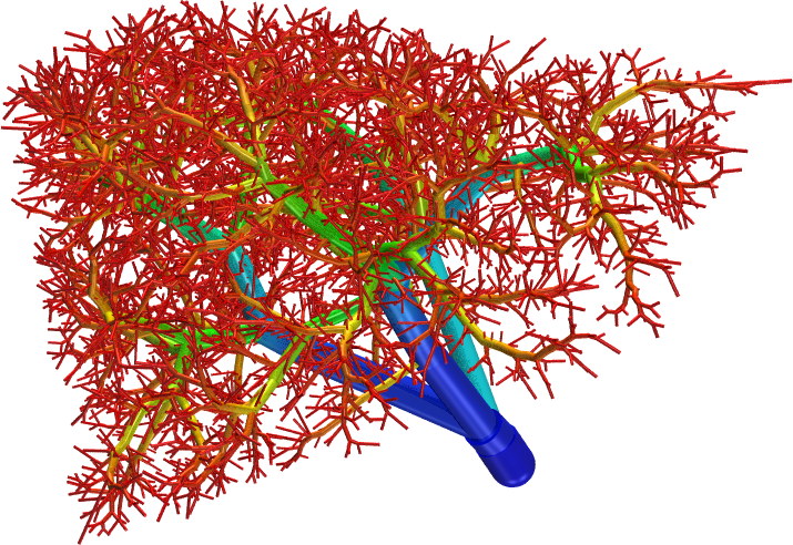 Another diagram of a vascular network of the human liver