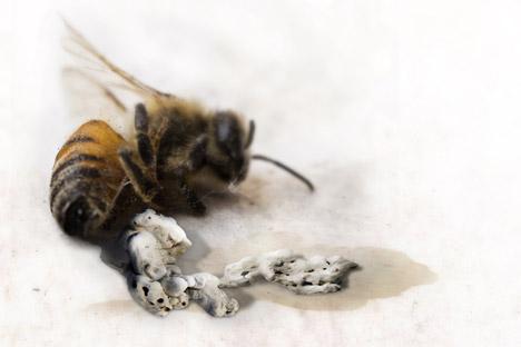 Dead bee with "concrete honey" excretions. Photo courtesy Dezeen.