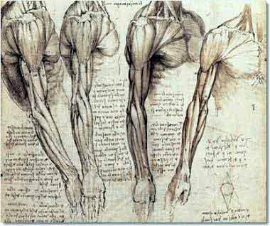 leonardo-da-vinci-anatomy.4