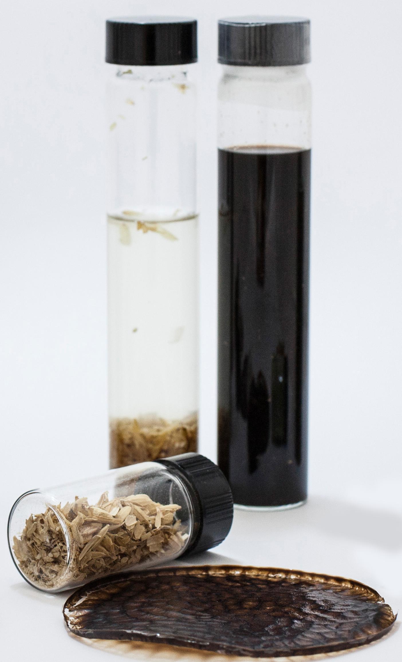 Waste husks from rice (in the small vial) can be transformed into bioplastic. (Credit: A. Abrusci – Istituto Italiano di Tecnologia) 