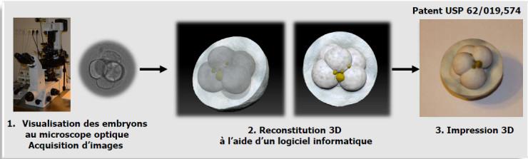 1. Imaging of Embryos with Microscope 2. 3D Model of Embryo Created in Computer 3. 3D Printed Embryo 