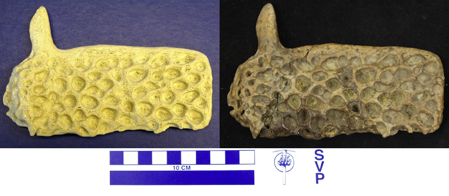 Comparison of the fossil osteoderm with the printed model (bone that grows in the skin of crocodilians and acts like armor).