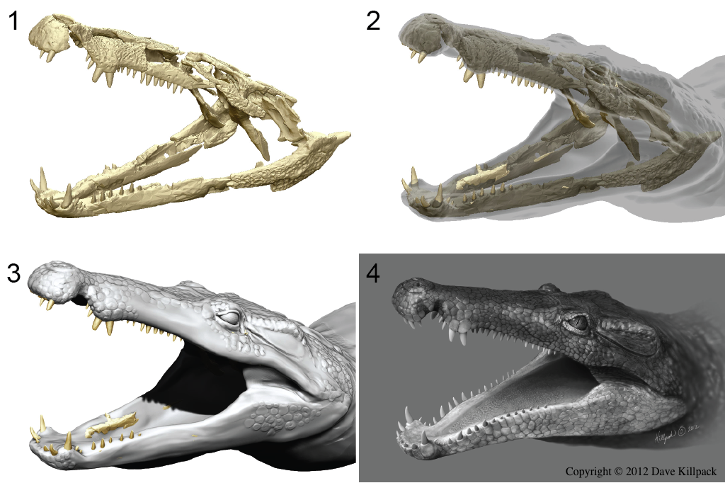 The process of reconstructing what the extinct crocodilian may have looked like. A model of the skull was assembled from multiple scans in Blender. This model was used as a guide on where to place the soft tissue. This model was then given realistic skin patterns based on those seen in living crocodilians. (source: Dave Killpack)
