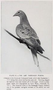 last-passenger-pigeon-smaller