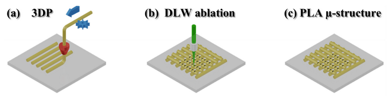 Figure 1. The schematic principle of fabrication by combining FFF and DLW techniques: (a) - 3D structure is printed by melting and extruding a material through a nozzle; (b) - secondary structuring is realized employing DLW; (c) - the final PLA microporous biodegradable scaffold.