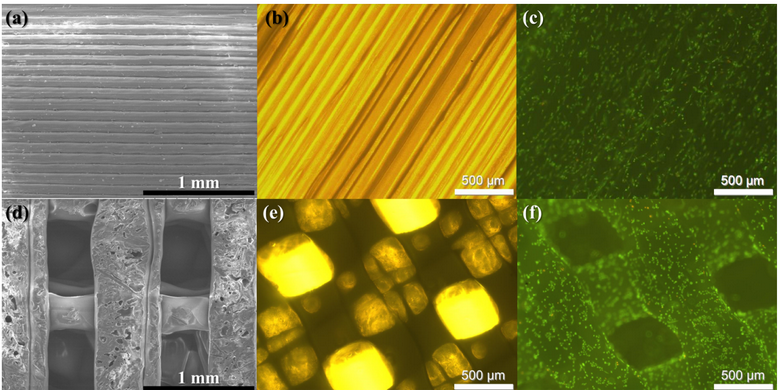Figure 9. The SEM (a, d), light (b, e) and fluorescence microscope images (c, f) of the 3D printed scaffolds and myogenic cells grown on them: top - 2.5D full-filled, bottom - 3D microporous; in (c), (f) cells are grown for 24 h and stained by an acridine orange-ethidium bromide mixture. Alive cells are stained green and dead cells should be stained orange (there are no dead cells). The surface of the material is evidently biocompatible. The myogenic cells on the scaffolds were situated and elongated along the fibers. The phenomenon of special cell arrangement could be attributed to cell differentiation potency.