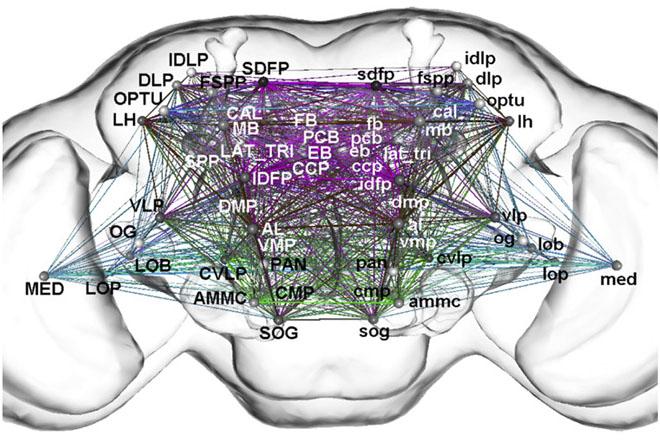 Map showing wiring connections among local processing units of the Drosophila brain. (Chiang et al., 2011)