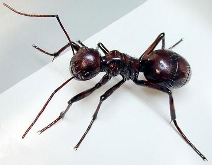 3D printed Ant