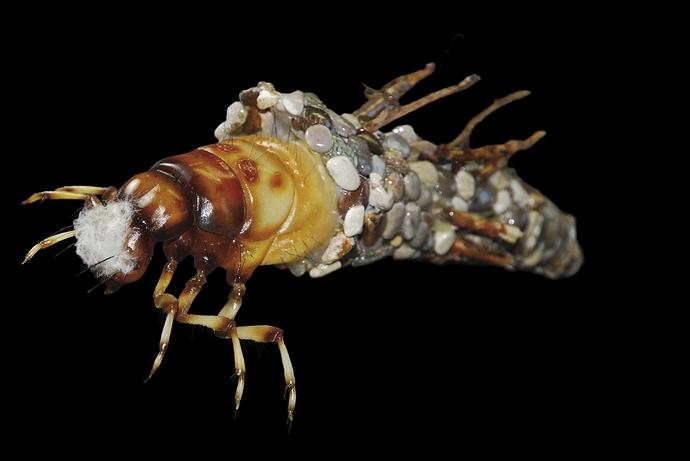3D printed Caddisfly Larva