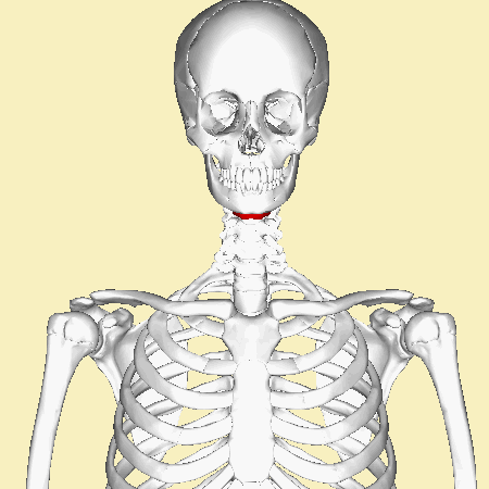 The Hyoid Bone