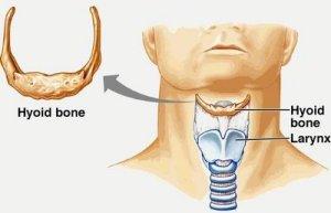 hyoidbone