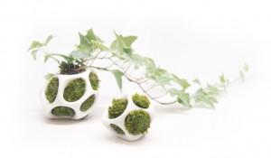 CELLA-with-plants03-1024x600