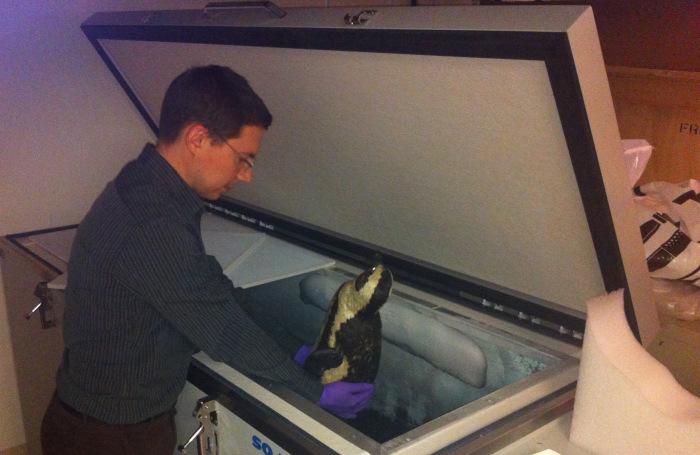 Dr. Dan  Ksepka removing the Black-Footed penguin specimen from maintenance in frozen temperatures.