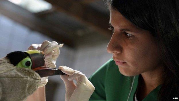 Veterinarian Carmen Soto works on Grecia's beak in Costa Rica.