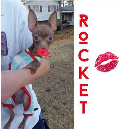 dog-rocket2