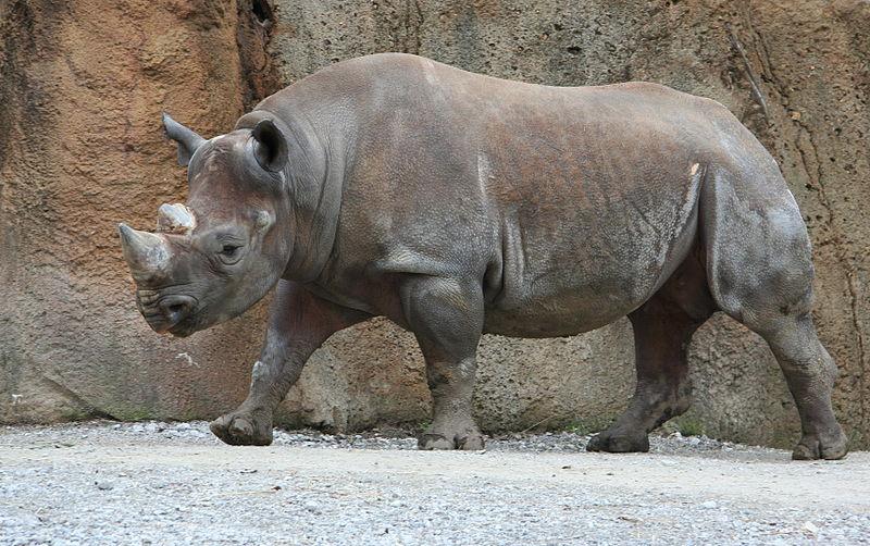 Could printing synthetic GMO rhino horns help save real rhinos from  extinction?