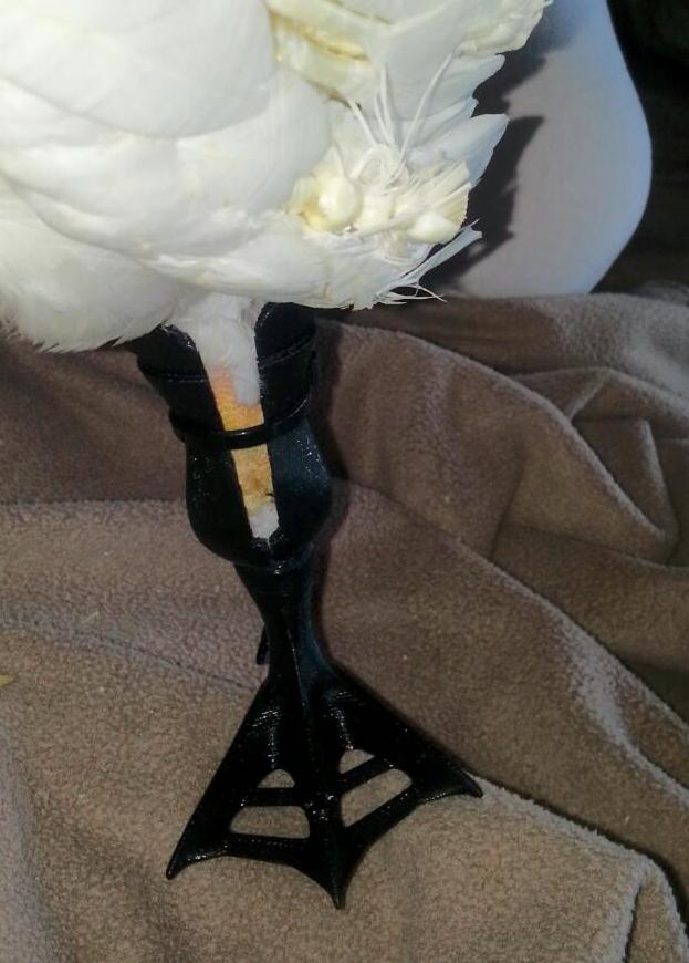 South Africa Amputee Goose, Ozzie, Receives 3D Printed Leg Prosthetic