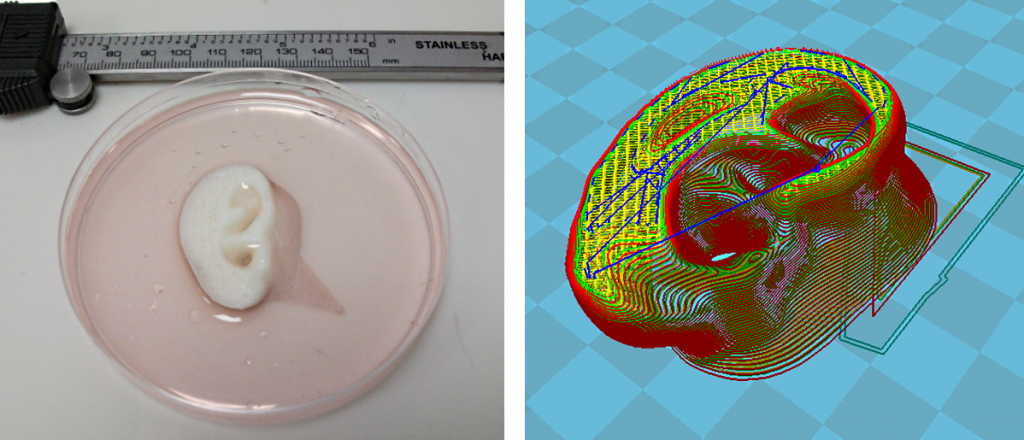 The prototype human ear 3-D Bioprinted using Celleron, prior to it being transferred into a bioreactor and the complex toolpath which produces a macro porous structure.