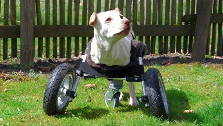 3d printed dog wheelchair