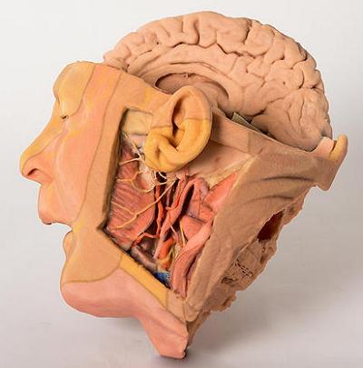 3d 4 medical complete anatomy 3d 4 medical complete anatomy