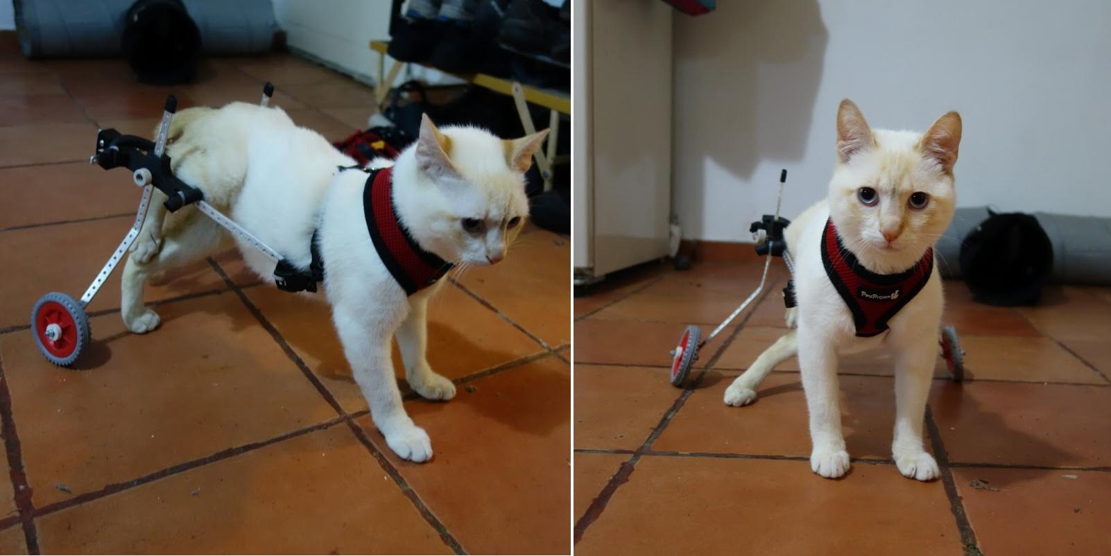 Paralyzed Kitten Walks Again Thanks to a 3D Printed Wheelchair