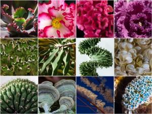 Examples of life forms that inspired Floraform.