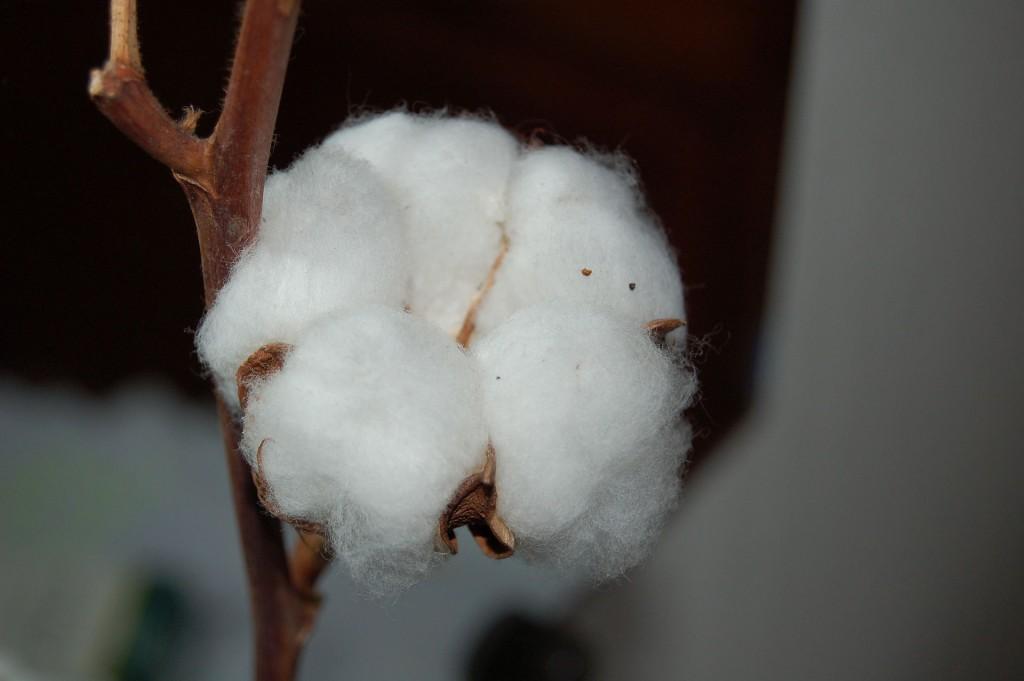 Cotton represents the purest natural form of cellulose