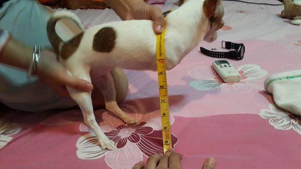 dog measure