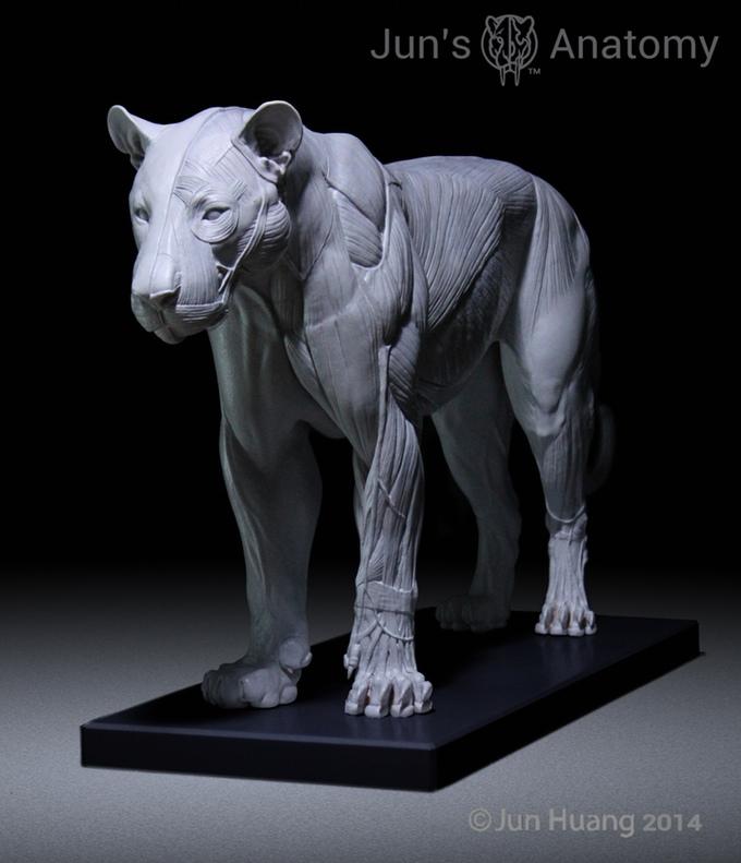 Jun Huang’s 3D Printed Big Cat Anatomy Models a Smashing Kickstarter