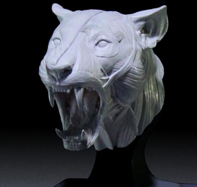 Jun Huang s 3D  Printed Big  Cat  Anatomy Models a Smashing 