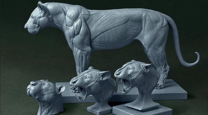 Jun Huang's 3D Printed Big Cat Anatomy Models a Smashing Kickstarter  Success  | The Voice of 3D Printing / Additive Manufacturing