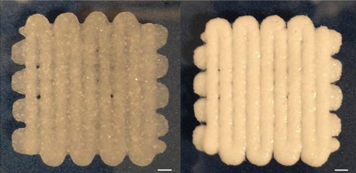 New Doughy Material Promises 3D Printed Bone Repairs