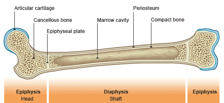 what is a flat bone