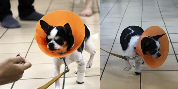 University in Taiwan is 3D Printing Prosthetic Body Parts for Animals at Just 1/30th the Cost