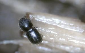 polyphagous shothole borer beetle