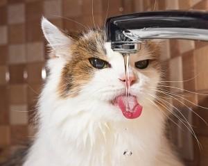 water-shutterstock-cat-faucet2