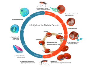 3dp_MediSieve_malaria_life_cycle