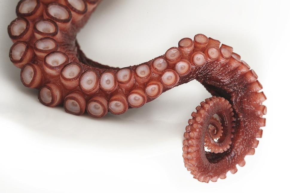 Researchers Create a Fully Articulated 3D Printed Soft Robot Octopus
