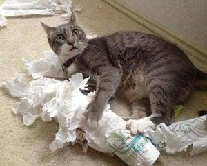 kitty-shredding-toilet-paper
