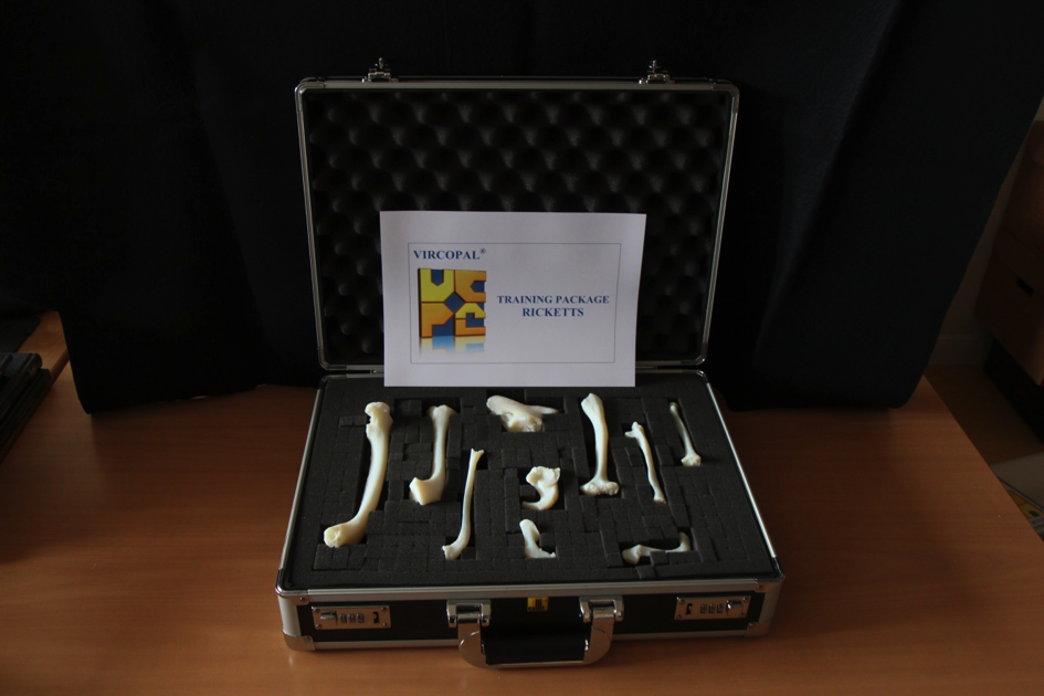 Pedagogical kit presenting bones affected by rickets ©B. Dutailly