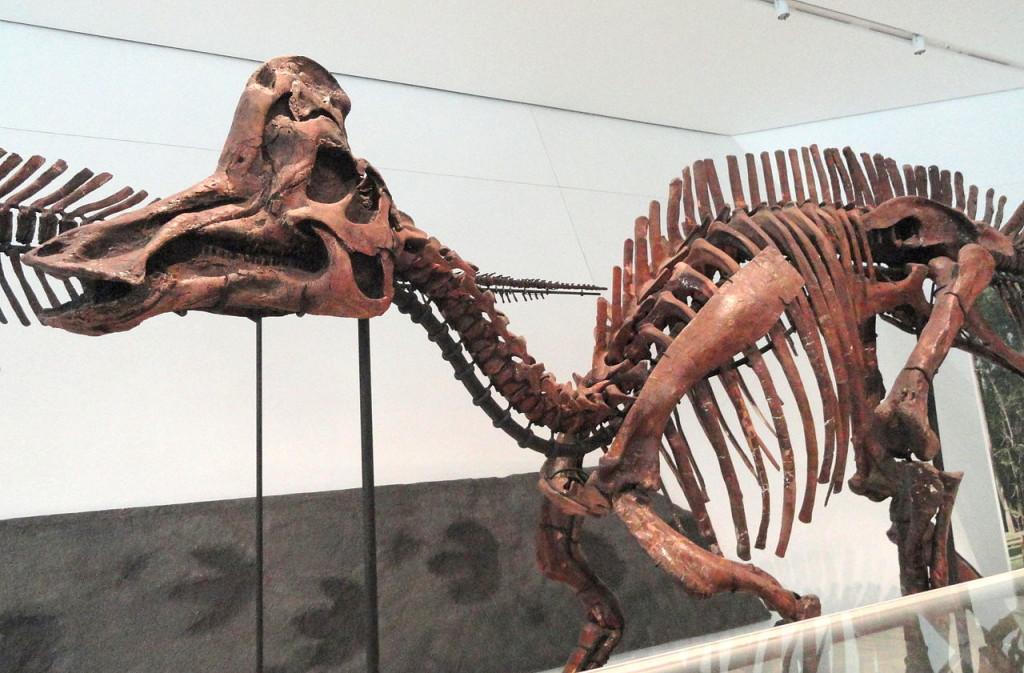 1280px-Corythosaurus_casuarius,_Dinosaur_Provincial_Park,_Alberta,_Canada,_Late_Cretaceous_-_Royal_Ontario_Museum_-_DSC00023