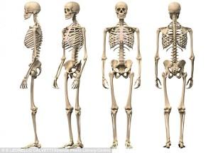 3dp_printbones_skeleton